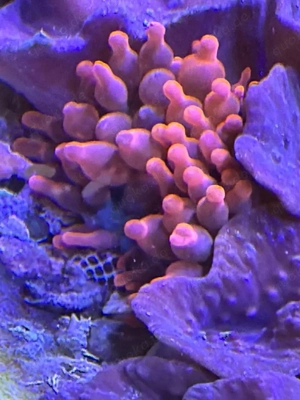 Rote Kupferanemone abzugeben