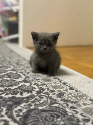 Britisch Kurzhaar Kitten in Blau   