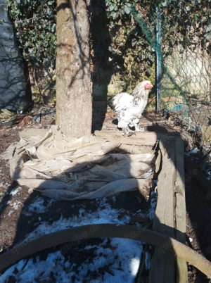 Küken aus naturbrut Brahma 