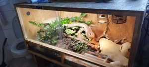 Python mit Terrarium und Zubehör 