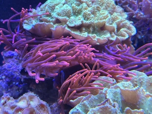 Meerwasser Kupferanemone mit 1 Paar Fischen