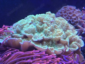 Mega grüne Weichkoralle 