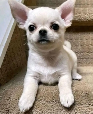 Adorables chiots Chihuahua pr ts   rejoindre des familles aimantes chihuahawelpe gmail com