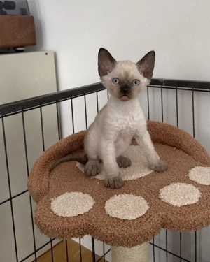 Devon Rex Kitten Katzen Junge Baby Boy