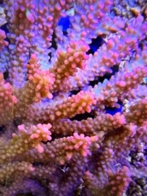 Suche Shortcake Korallenableger