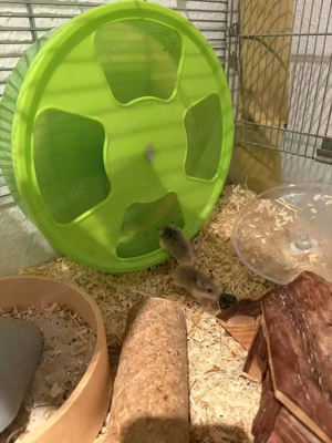 Verkaufe Roborowski-Zwerghamster-Babys!