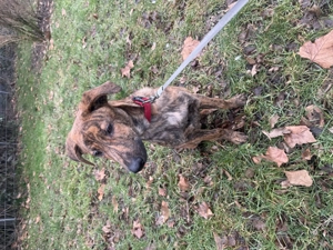 Belgischer Schäferhund  Bild 2