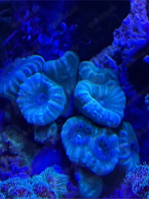 Meerwasser Steinkoralle abzugeb