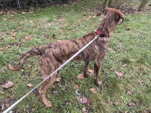 Belgischer Schäferhund  Bild 3