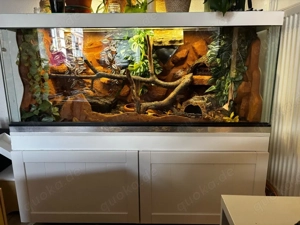 Kornnatter mit großem 120x60x60 Terrarium   Komplettset