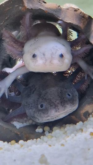 Süße Axolotl, BD-frei    Bild 5