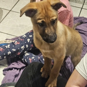 X-Herder + Mali Welpen!!!!!