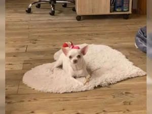    Mit Liebe und Sorgfalt aufgezogen    Gesund, verspielt und chihuahawelpe gmail com