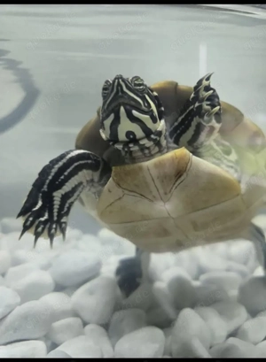 Wasserschildkröte zu verkaufen