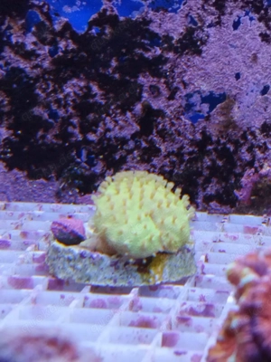 Meerwasser- Korallenableger SPS, Weichkorallen