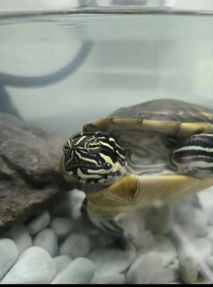 Wasserschildkröte zu verkaufen Bild 2