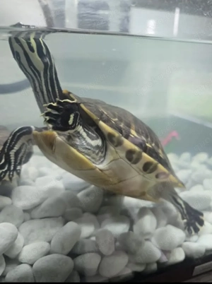 Wasserschildkröte zu verkaufen Bild 3