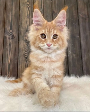 Wunderschöne Maine Coon Kätzchen zu vergeben     