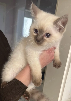 wunderschöne blaue augen | britisch Kurzhaar mix BKH 