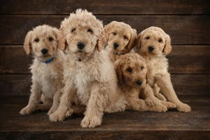 Goldendoodle Welpen Pudel Golden Retriever 