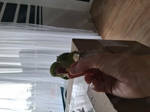 Halsbandsittich mit Zubehör