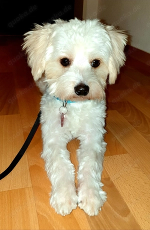 Mischling Malteser Deckrüder 