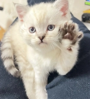 Schöne Britisch-Kurzhaar Kitten