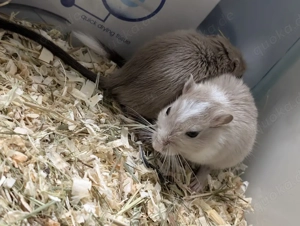 Rennmaus trio weibchen 