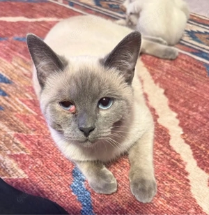 Wunderschöne Britisch-Kurzhaar Mix Kater zum Abgeben