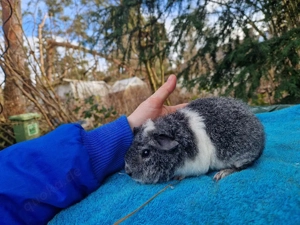 us teddy in Silber agouti weiß  Bild 2
