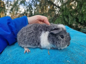 us teddy in Silber agouti weiß  Bild 3