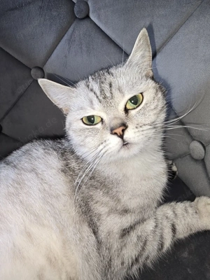 BKH Wurfankündigung