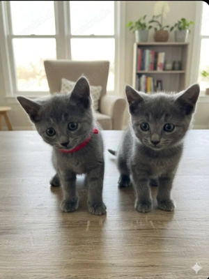 Drei bezaubernde Russisch Blau Kitten (weiblich) suchen ein liebevolles Zuhause!