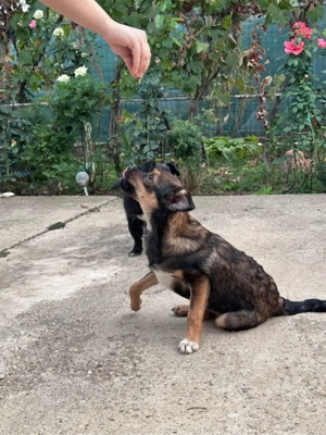 Lustiger Junghund Anselm  Bild 6