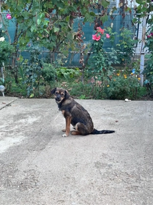 Lustiger Junghund Anselm  Bild 9