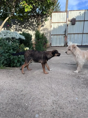 Lustiger Junghund Anselm  Bild 8