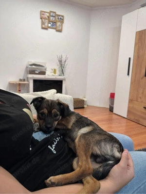 Lustiger Junghund Anselm  Bild 5