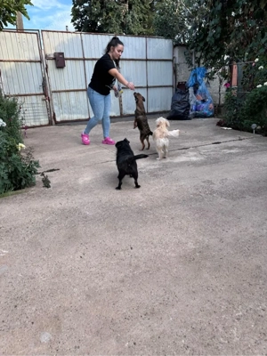 Lustiger Junghund Anselm  Bild 7