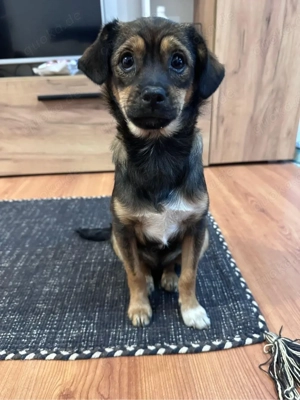 Lustiger Junghund Anselm  Bild 4