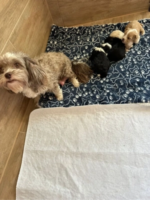 zuckersüsse Bolonka zwetna welpen