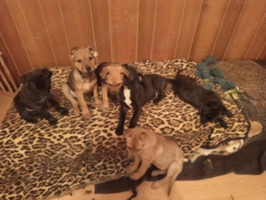 niedliche Welpen abzugeben