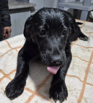 Welpenhündin 175612 sucht ihr Körbchen