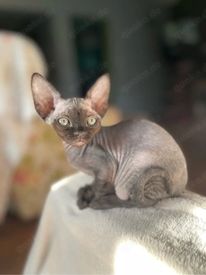 devon rex Kater   FIFE Stambaum 