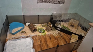 Meerschweinchen abzugeben Bild 7