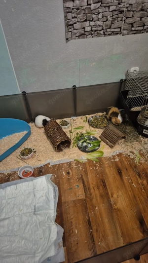 Meerschweinchen abzugeben Bild 6