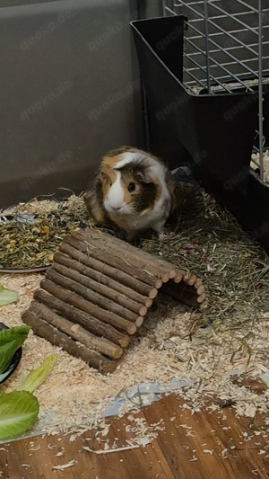 Meerschweinchen abzugeben Bild 2