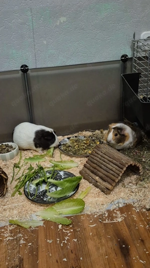 Meerschweinchen abzugeben Bild 4