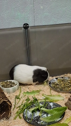 Meerschweinchen abzugeben Bild 3