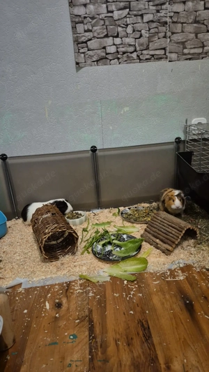 Meerschweinchen abzugeben Bild 5