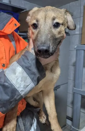 Welpenhündin 890537 stellt sich vor